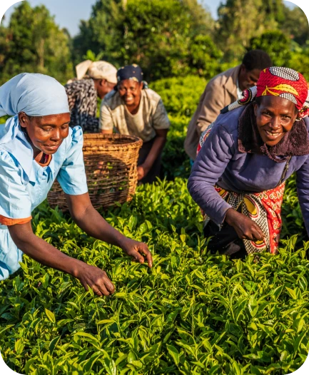 Women farmers harvesting tea