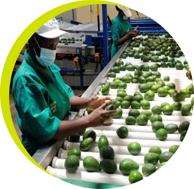 Avocados on a packhouse sorting line